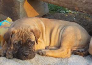Vand catei bullmastiff