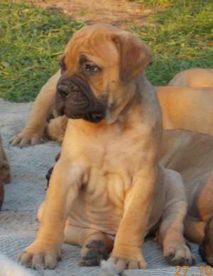 Vand catei bullmastiff