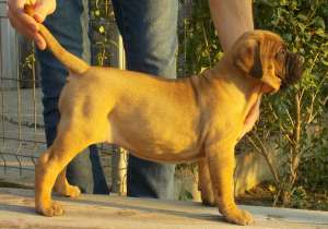 Vand catei bullmastiff
