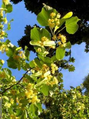 Tei mirositor. Plante ornamentale