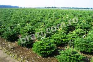 Tei mirositor. Plante ornamentale