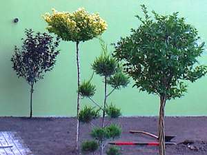 Plante de la A la Z in toata tara. Preturi minime. Oferte