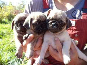 Vand pui Mops pug POZE REALE