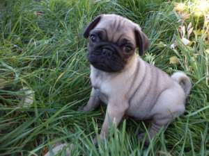 Vand pui Mops pug POZE REALE