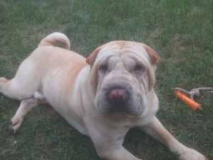 Ofer Shar pei mascul la monta