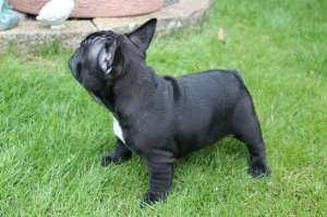 Bulldog Francez