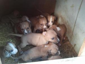 Vand Pui Amstaff