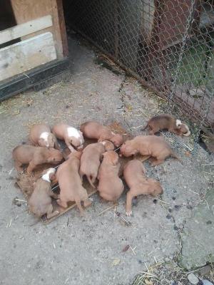Vand Pui Amstaff