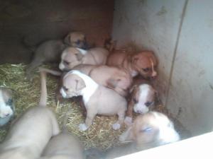 Vand Pui Amstaff
