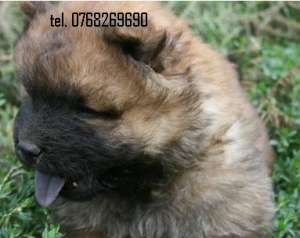 . Vand catei chow chow .tel. 0768269690.