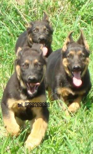 Vand catei ciobanesc german pt Paza si Protectie .tel. 0768269690..