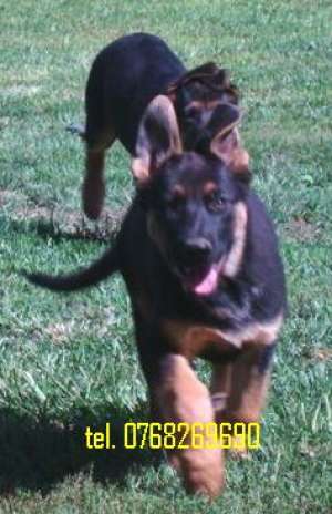 Vand catei ciobanesc german pt Paza si Protectie .tel. 0768269690..