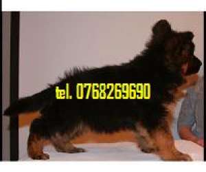 Vand catei ciobanesc german pt Paza si Protectie .tel. 0768269690..