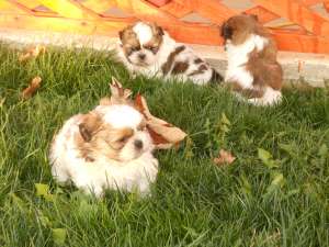 Shi Tzu de vanzare, mascul si femela 1 luna jumate