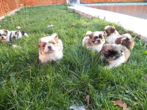 Shi Tzu de vanzare, mascul si femela 1 luna jumate