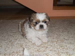 Shi Tzu de vanzare, mascul si femela 1 luna jumate