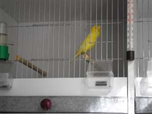 Vand canari de cantec rasa Roller Harz