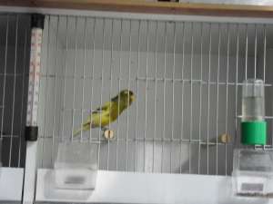 Vand canari de cantec rasa Roller Harz