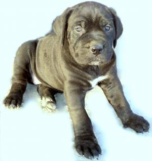 Vand pui Cane Corso deosebiti