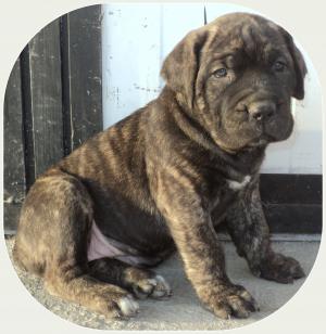 Vand pui Cane Corso deosebiti