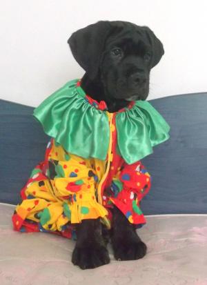 Vand pui Cane Corso deosebiti