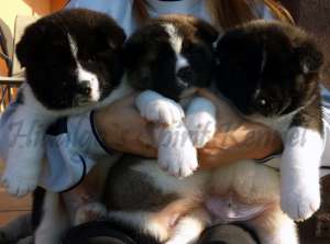 Pui Akita American Hidalgo`s Spirit