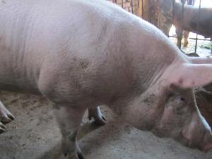 porci de carne