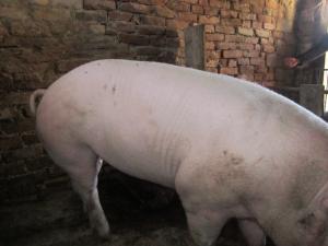 porci de carne