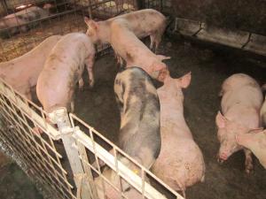 porci de carne