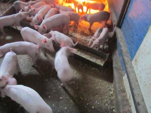 porci de carne