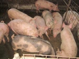 porci de carne