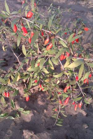 plante Goji