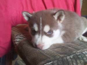 pui husky rosu alb si bej alb