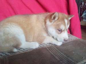 pui husky rosu alb si bej alb