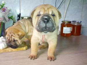 Puisori Shar pei