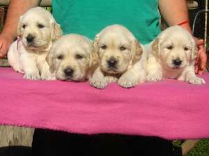 pui Golden Retriever