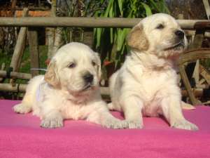 pui Golden Retriever