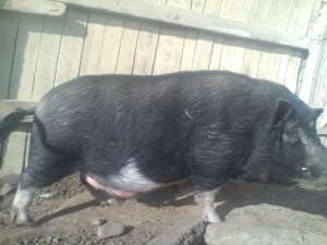 Vand porci vietnamezi pt sacrificat