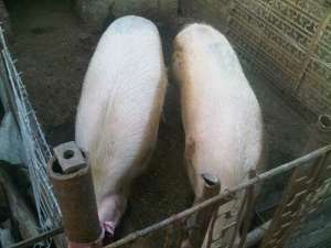 Porci de vanzare