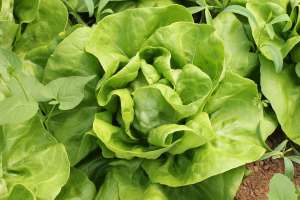 Vand salata verde Shangore - 35.000 buc