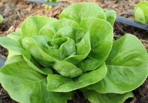 Vand salata verde Shangore - 35.000 buc