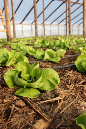 Vand Salata verde HANNA 2013 - SYNGENTA