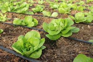 Vand Salata verde HANNA 2013 - SYNGENTA