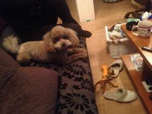 Ofer pt Monta mascul Maltipoo Tedy