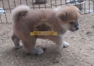Akita Inu de vanzare,  roscat cu alb