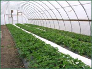 solarii pt legume ieftine profesionale