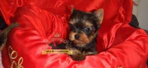 Yorkshire Terrier Toy de vanzare m+f