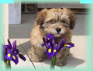 VAND PUI BICHON HAVANEZ