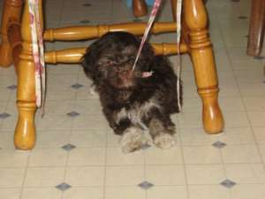 VAND PUI BICHON HAVANEZ