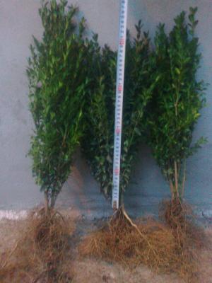 vand buxus